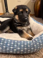 Capone, a male German Shepherd Dog for sale in Wichita, KS – 2 of 5