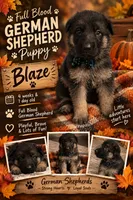 Blaze, a male German Shepherd Dog for sale in Wichita, KS – 4 of 5
