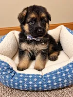 Milo, a male German Shepherd Dog for sale in Wichita, KS – 5 of 5