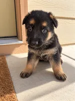 Capone, a male German Shepherd Dog for sale in Wichita, KS – 4 of 5