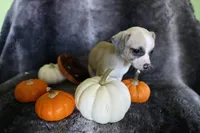 Tan, a female Chihuahua for sale in Pontiac, MI – 3 of 4