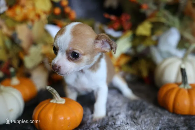 Rube – Chihuahua puppy for sale in Pontiac, MI