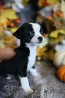 Remy, a male Chihuahua for sale in Pontiac, MI – 2 of 2