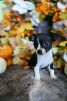 Tiny, a female Chihuahua for sale in Pontiac, MI – 1 of 2