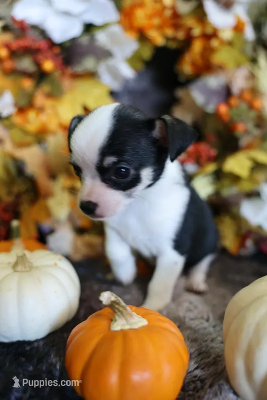Rude – Chihuahua puppy for sale in Pontiac, MI