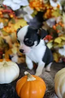Rude, a male Chihuahua for sale in Pontiac, MI – 1 of 3