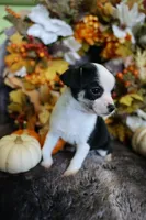 Rude, a male Chihuahua for sale in Pontiac, MI – 2 of 3