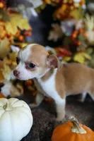 Rube, a female Chihuahua for sale in Pontiac, MI – 2 of 3