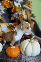 Rube, a female Chihuahua for sale in Pontiac, MI – 3 of 3