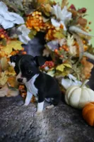 Tiny, a female Chihuahua for sale in Pontiac, MI – 2 of 2