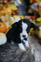 Remy, a male Chihuahua for sale in Pontiac, MI – 1 of 2