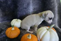 Tan, a female Chihuahua for sale in Pontiac, MI – 2 of 4