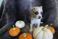 Tan, a female Chihuahua for sale in Pontiac, MI – 4 of 4