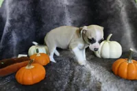 Tan, a female Chihuahua for sale in Pontiac, MI – 1 of 4