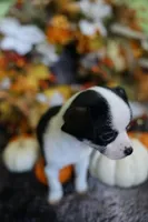 Rude, a male Chihuahua for sale in Pontiac, MI – 3 of 3