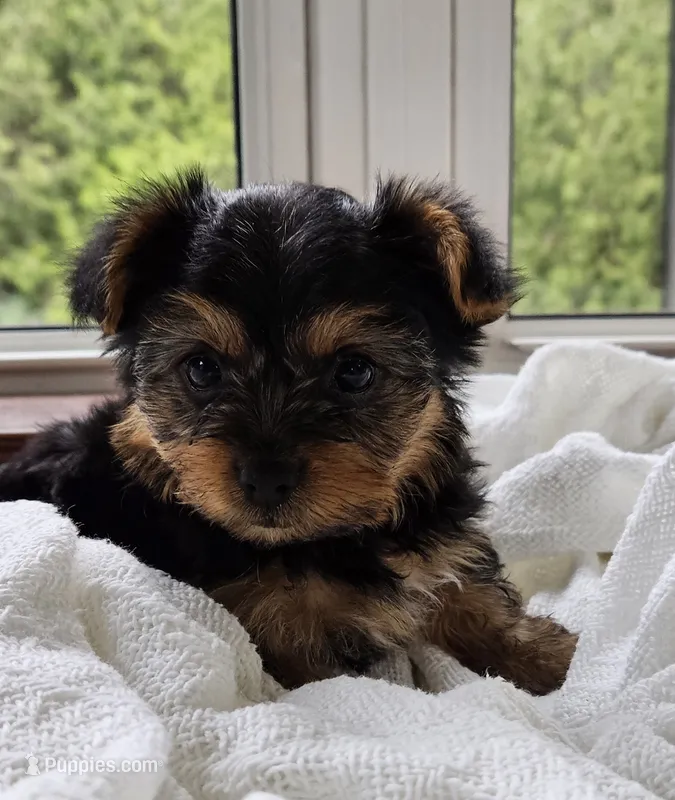 Poppi – Yorkshire Terrier puppy for sale in Goshen, IN