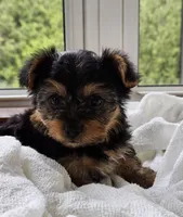 Poppi, a female Yorkshire Terrier for sale in Goshen, IN – 1 of 6