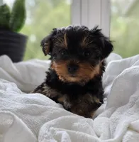 Pippin, a male Yorkshire Terrier for sale in Goshen, IN – 5 of 8