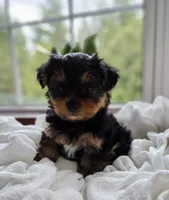 Pippin, a male Yorkshire Terrier for sale in Goshen, IN – 3 of 8