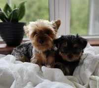 Pippin, a male Yorkshire Terrier for sale in Goshen, IN – 6 of 8