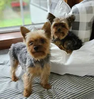 Pippin, a male Yorkshire Terrier for sale in Goshen, IN – 8 of 8