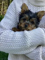 Poppi, a female Yorkshire Terrier for sale in Goshen, IN – 3 of 6