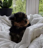 Pippin, a male Yorkshire Terrier for sale in Goshen, IN – 4 of 8