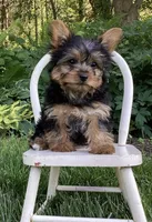 Poppi, a female Yorkshire Terrier for sale in Goshen, IN – 4 of 6