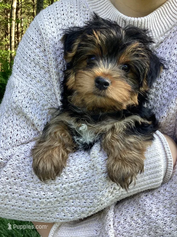 Pippin – Yorkshire Terrier puppy for sale in Goshen, IN