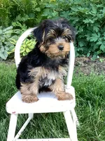 Pippin, a male Yorkshire Terrier for sale in Goshen, IN – 4 of 6