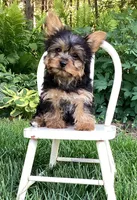 Poppi, a female Yorkshire Terrier for sale in Goshen, IN – 2 of 6