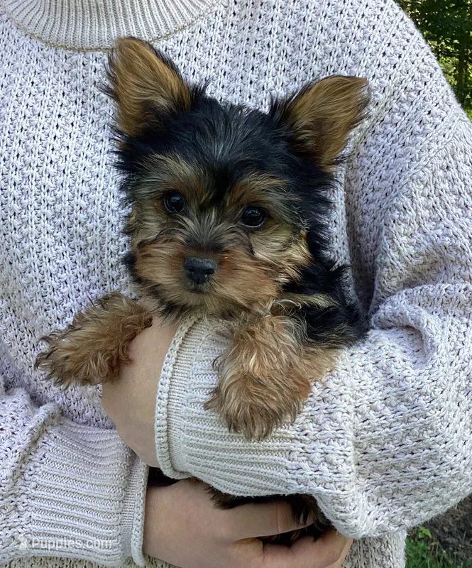 Poppi – Yorkshire Terrier puppy for sale in Goshen, IN