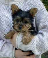 Poppi, a female Yorkshire Terrier for sale in Goshen, IN – 1 of 6