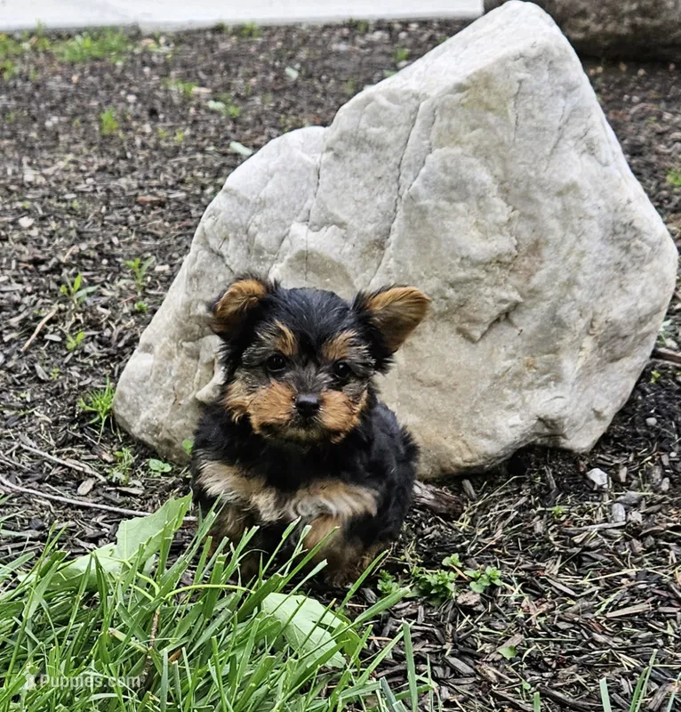 Pippin – Yorkshire Terrier puppy for sale in Goshen, IN