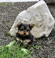 Pippin, a male Yorkshire Terrier for sale in Goshen, IN – 1 of 8