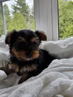 Poppi, a female Yorkshire Terrier for sale in Goshen, IN – 5 of 6