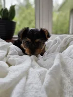 Poppi, a female Yorkshire Terrier for sale in Goshen, IN – 4 of 6
