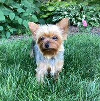 Poppi, a female Yorkshire Terrier for sale in Goshen, IN – 6 of 6