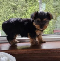 Poppi, a female Yorkshire Terrier for sale in Goshen, IN – 2 of 6