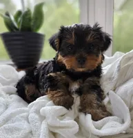 Pippin, a male Yorkshire Terrier for sale in Goshen, IN – 2 of 8