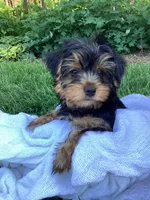 Pippin, a male Yorkshire Terrier for sale in Goshen, IN – 3 of 6
