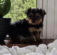 Poppi, a female Yorkshire Terrier for sale in Goshen, IN – 3 of 6