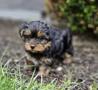 Pippin, a male Yorkshire Terrier for sale in Goshen, IN – 7 of 8