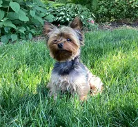 Poppi, a female Yorkshire Terrier for sale in Goshen, IN – 5 of 6