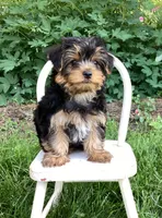 Pippin, a male Yorkshire Terrier for sale in Goshen, IN – 2 of 6