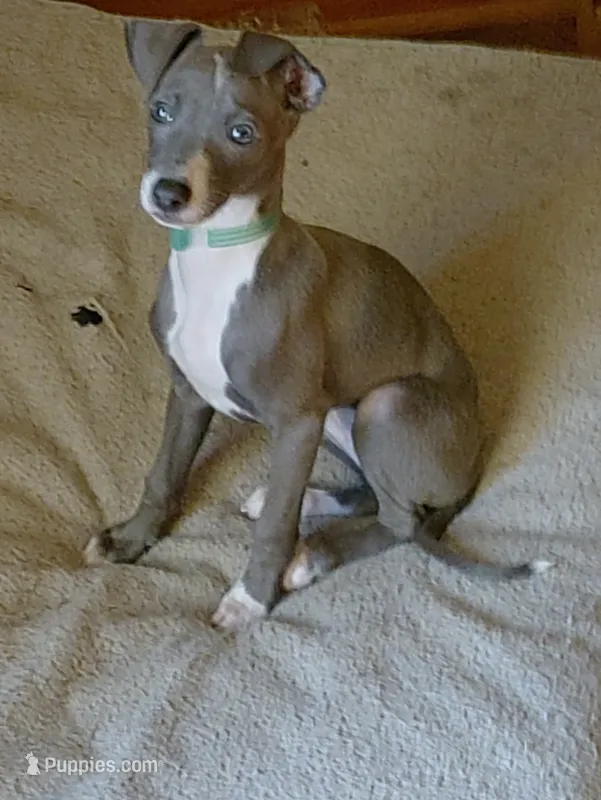 Puppy #1 – Italian Greyhound puppy for sale in Chillicothe, MO