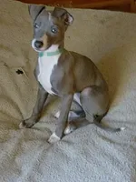 Puppy #1, a female Italian Greyhound for sale in Chillicothe, MO – 1 of 2