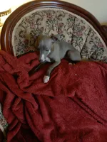 Puppy #1, a female Italian Greyhound for sale in Chillicothe, MO – 2 of 2