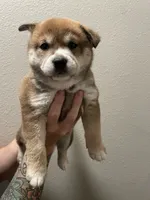 Mary, a female Shiba Inu for sale in Eugene, OR – 4 of 4