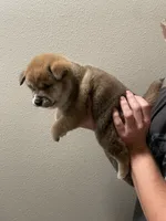 Claude, a male Shiba Inu for sale in Eugene, OR – 3 of 6